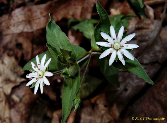 {Stellaria pubera}